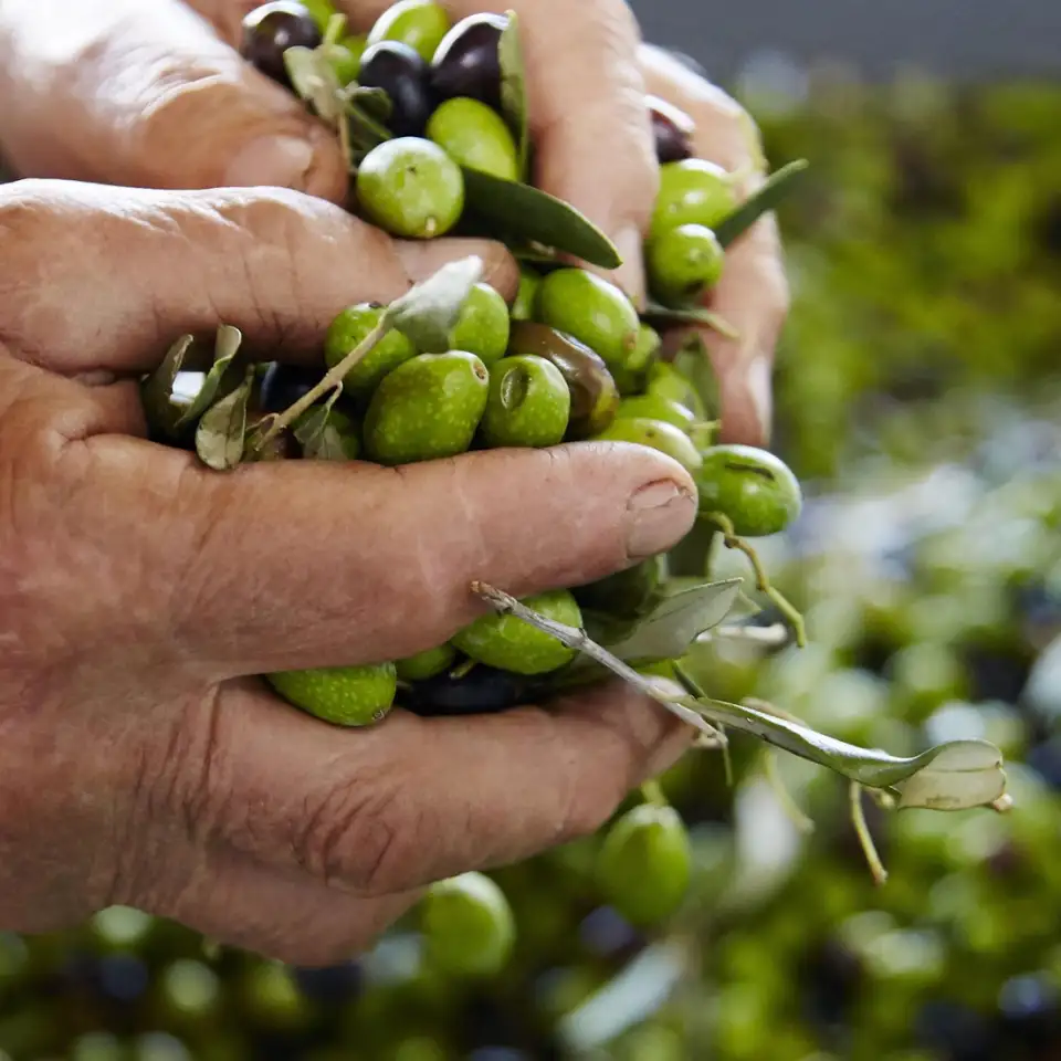 Bittergreen Olives Hands