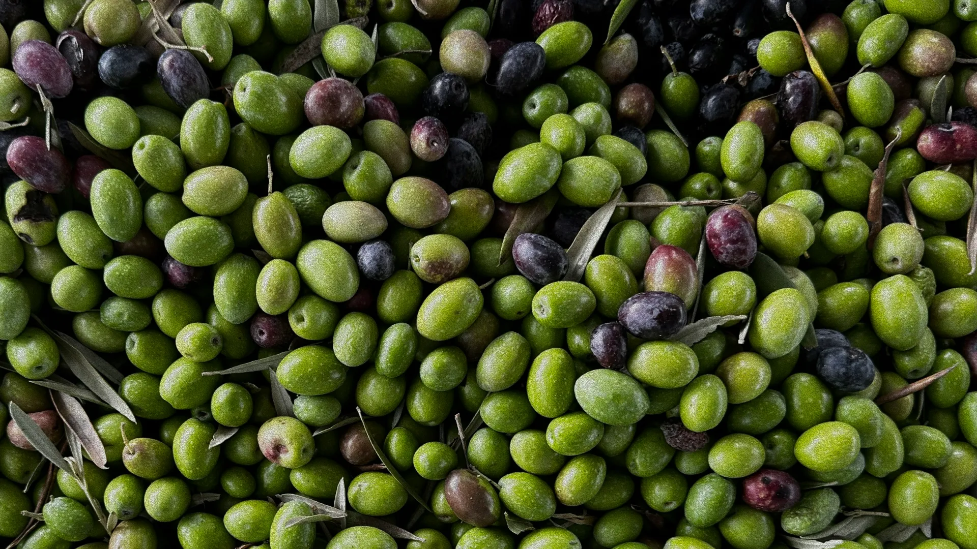Bittergreen Olives
